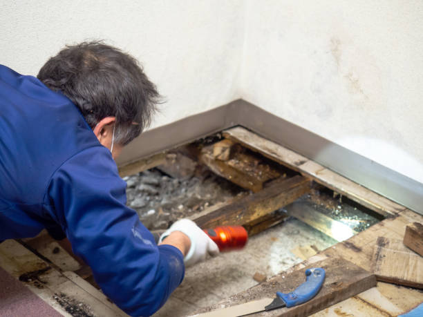 Best Local Mold Removal Service  in Winters, CA
