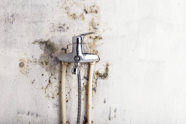 Best Mold Removal Near Me  in Winters, CA