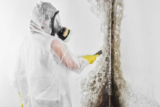 Reliable Winters, CA Mold Removal Solutions