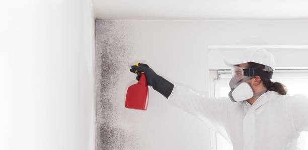 Certified Mold Removal in Winters, CA