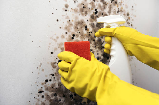 Best Home Mold Removal  in Winters, CA