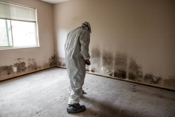 Best Toxic Mold Removal  in Winters, CA