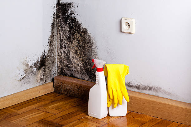 Best Emergency Mold Removal  in Winters, CA