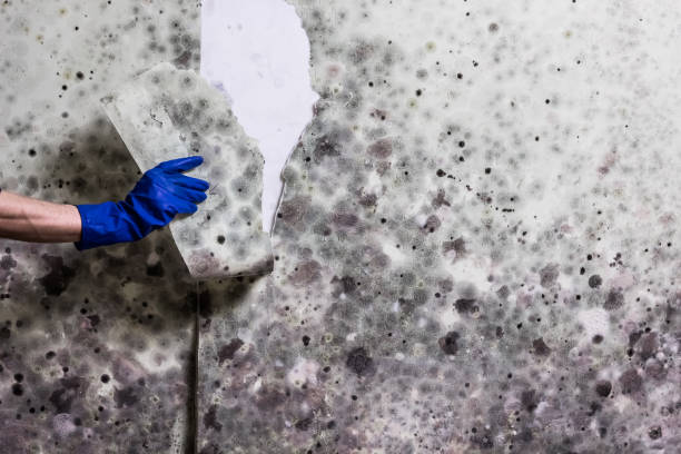 Best Same-Day Mold Removal  in Winters, CA