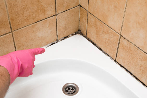 Best Certified Mold Removal  in Winters, CA