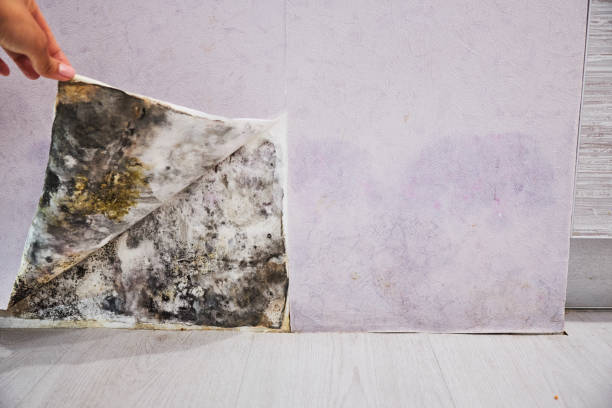 Best Attic Mold Removal  in Winters, CA